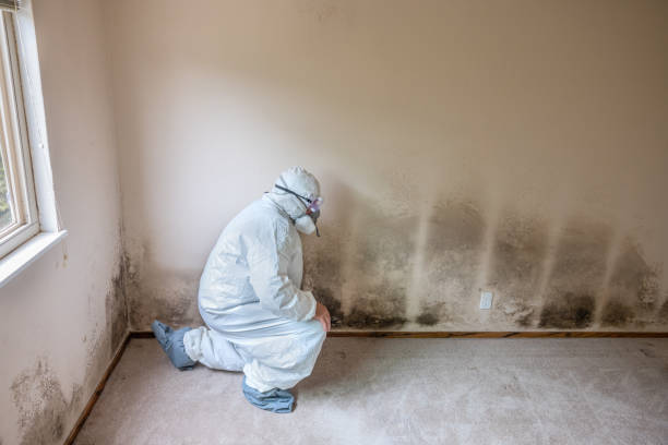 Best Residential Mold Inspection & Testing  in Freeport, FL